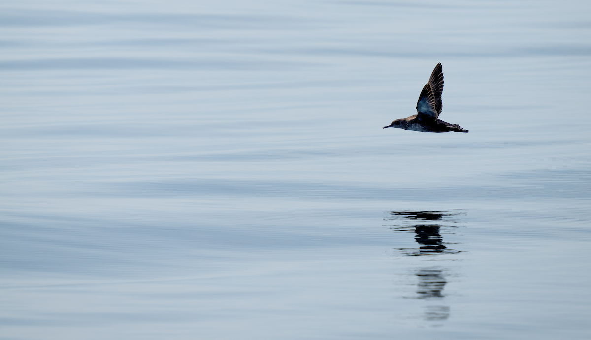 Balearic Shearwater - ML642529731