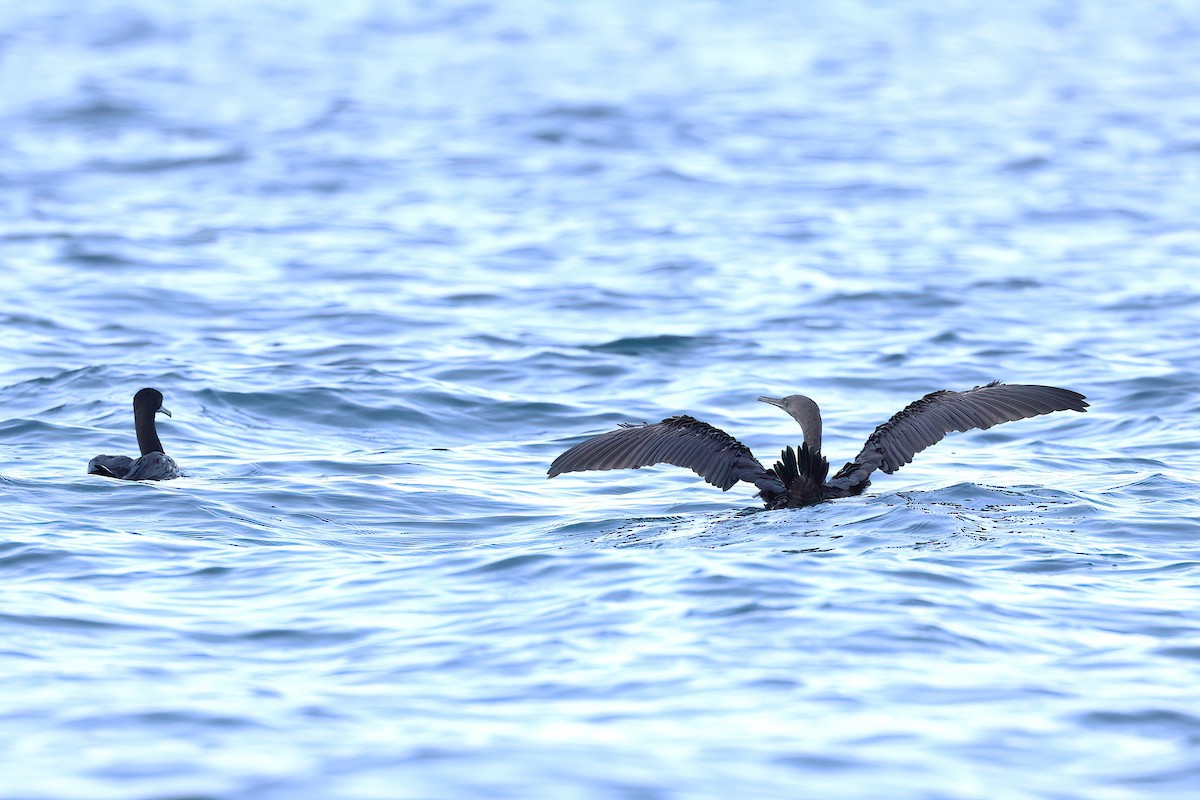 Socotra Cormorant - ML642529735