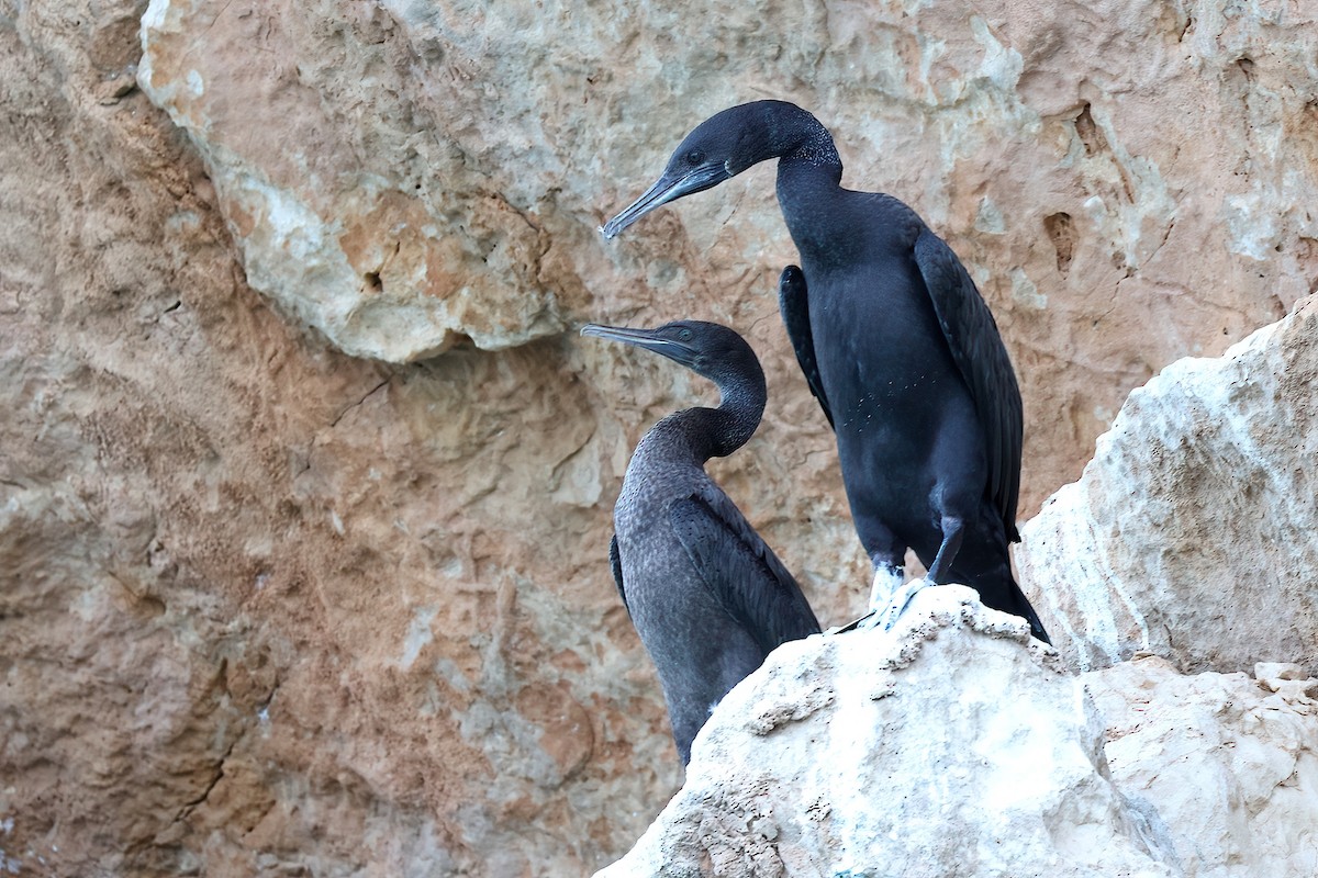 Socotra Cormorant - ML642529736