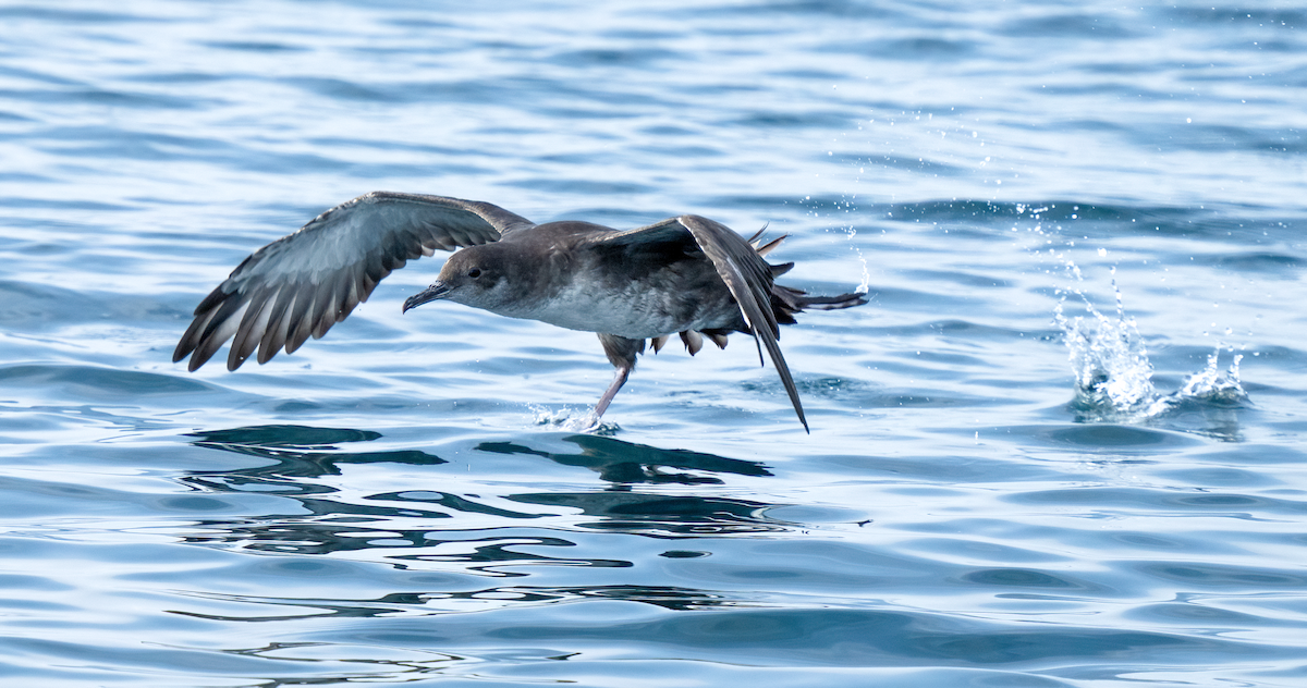 Balearic Shearwater - ML642529742