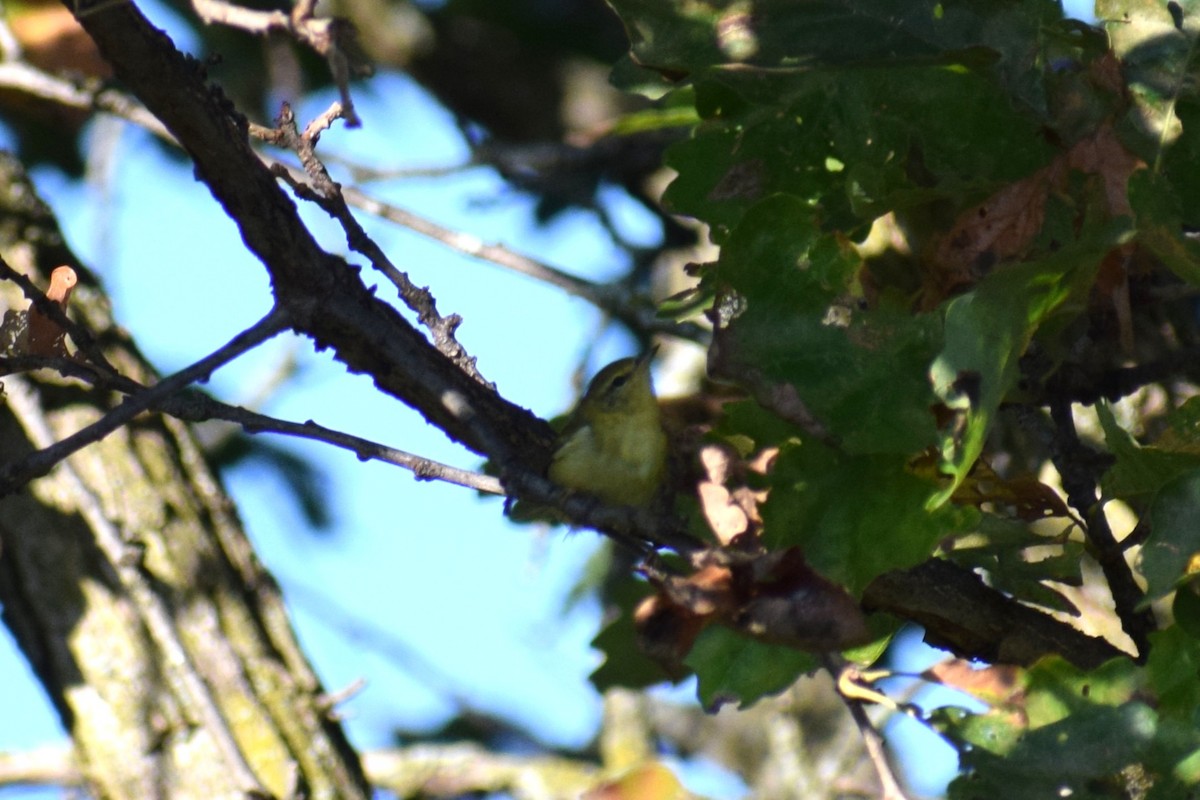 new world warbler sp. - ML642529745