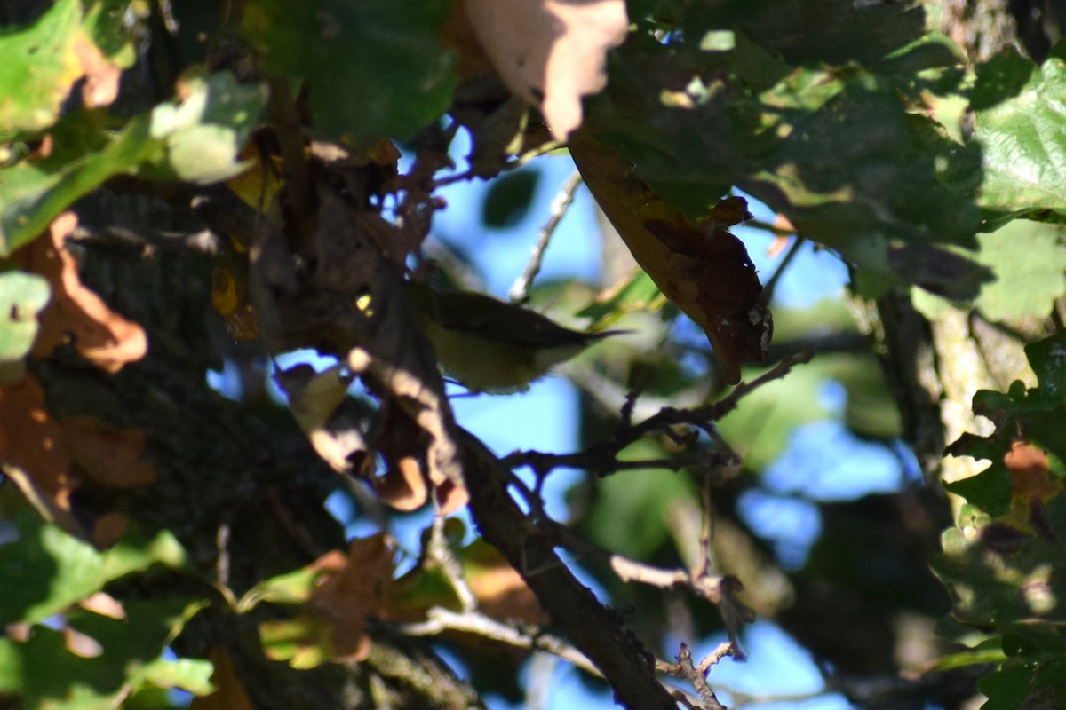 new world warbler sp. - ML642529746