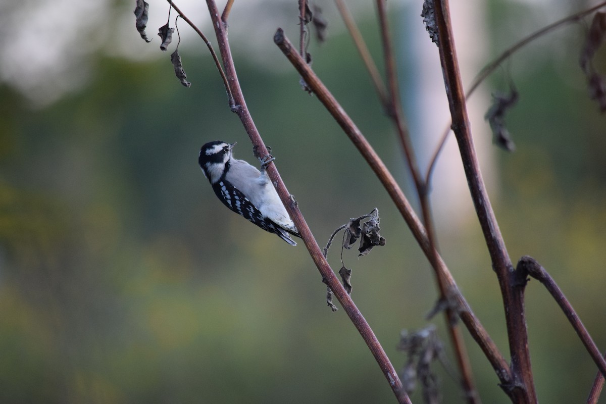 Downy Woodpecker - ML642529747
