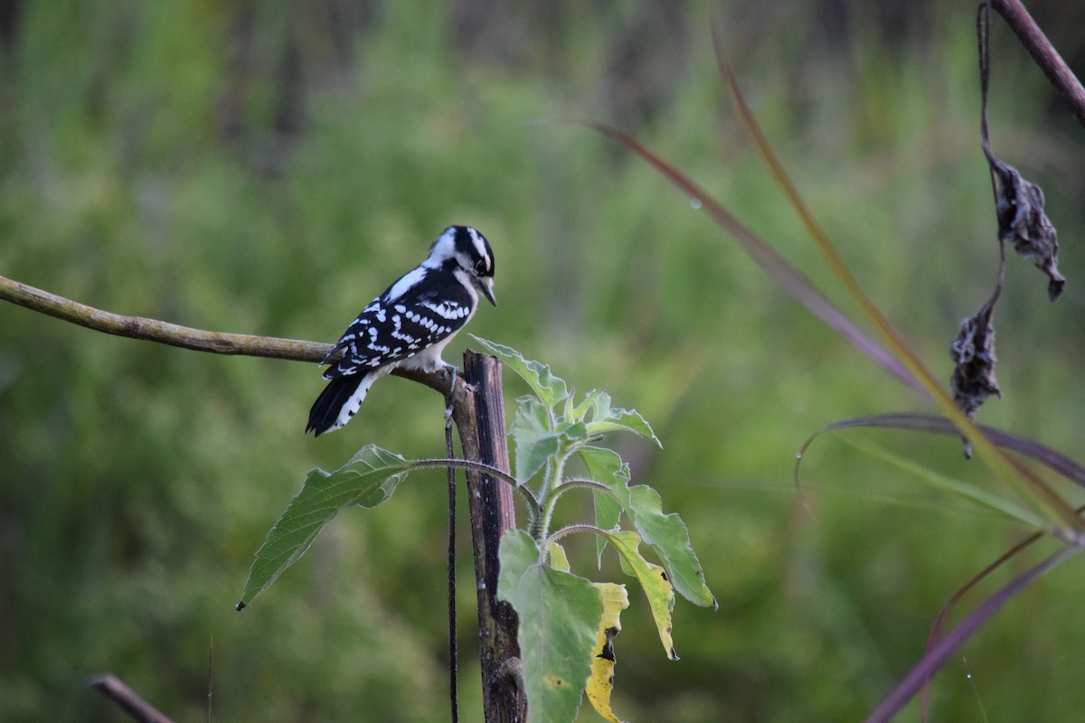 Downy Woodpecker - ML642529752