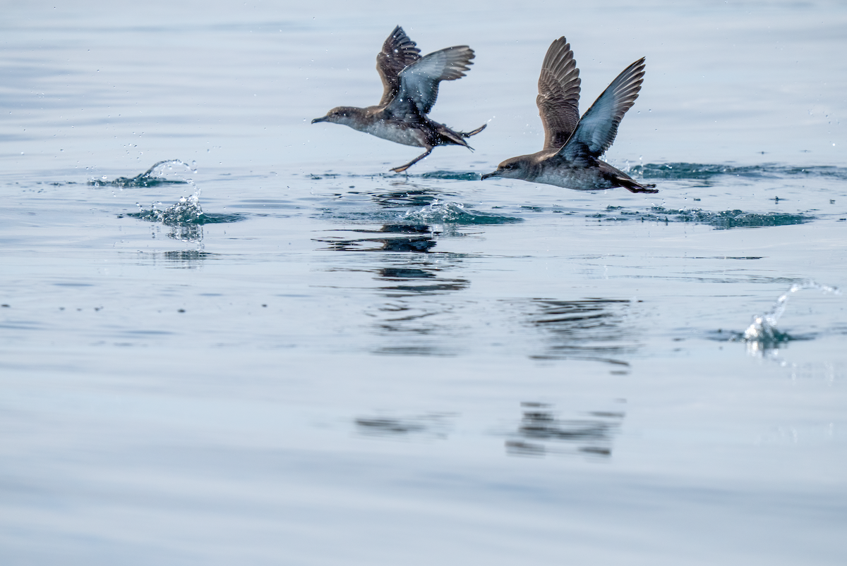 Balearic Shearwater - ML642529753
