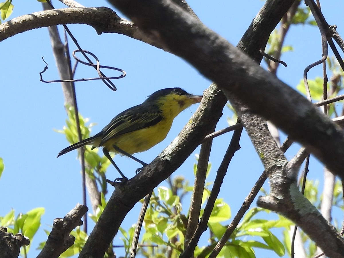 Common Tody-Flycatcher - ML642529758