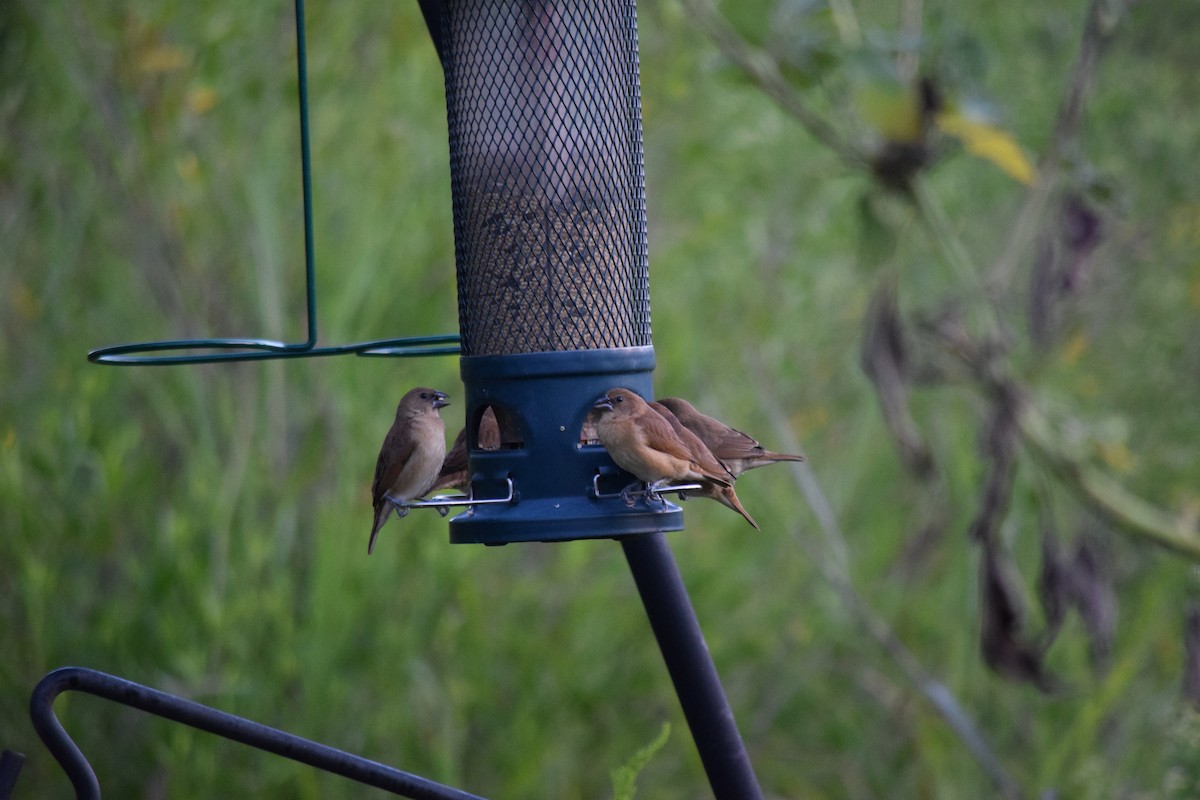 Scaly-breasted Munia - ML642529772