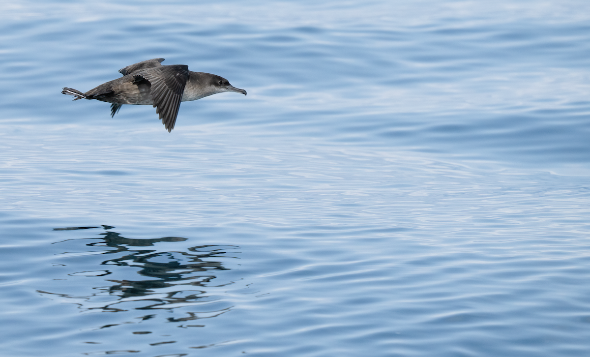 Balearic Shearwater - ML642529773