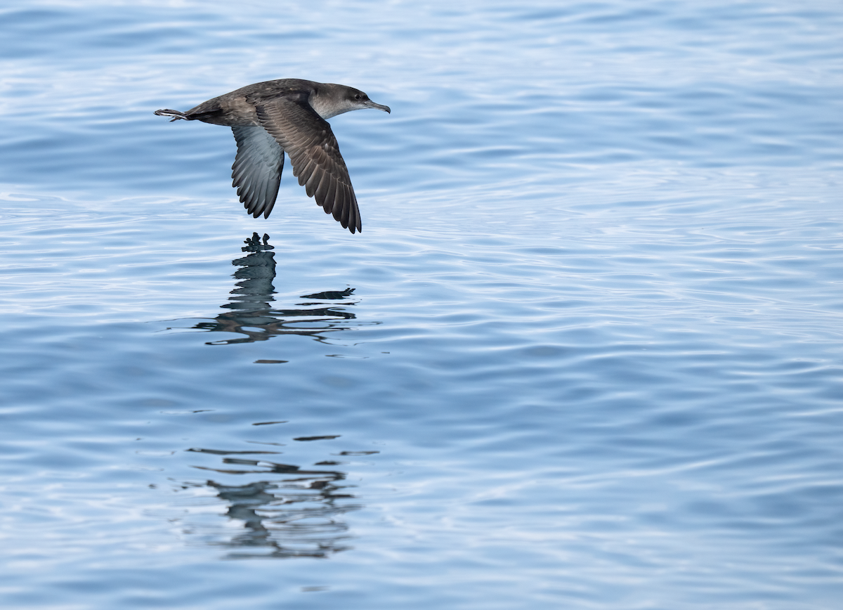 Balearic Shearwater - ML642529779