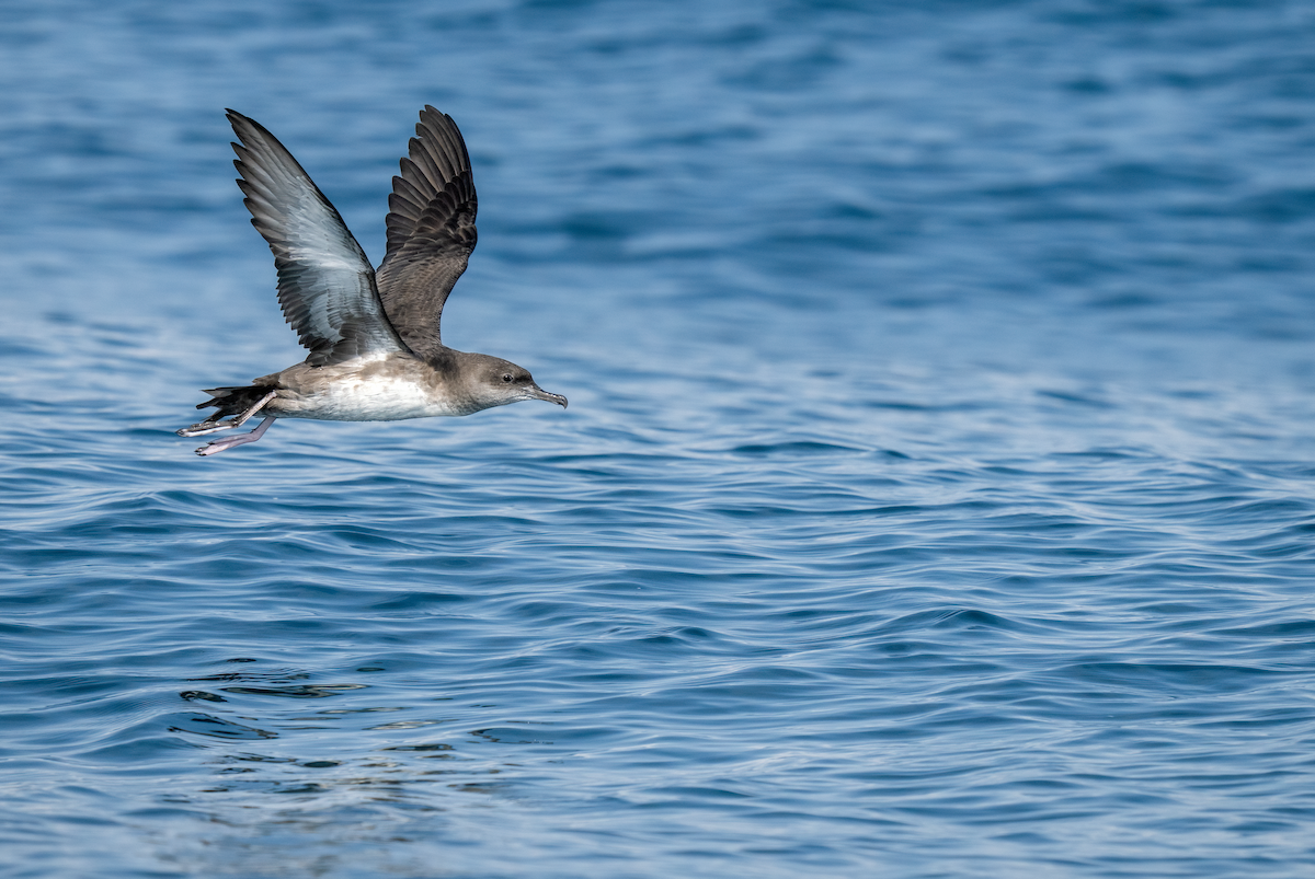 Balearic Shearwater - ML642529797