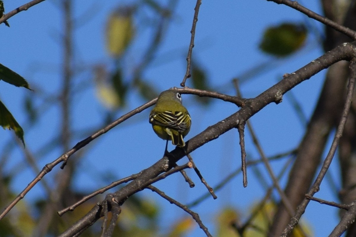 Blue-headed Vireo - ML642529803