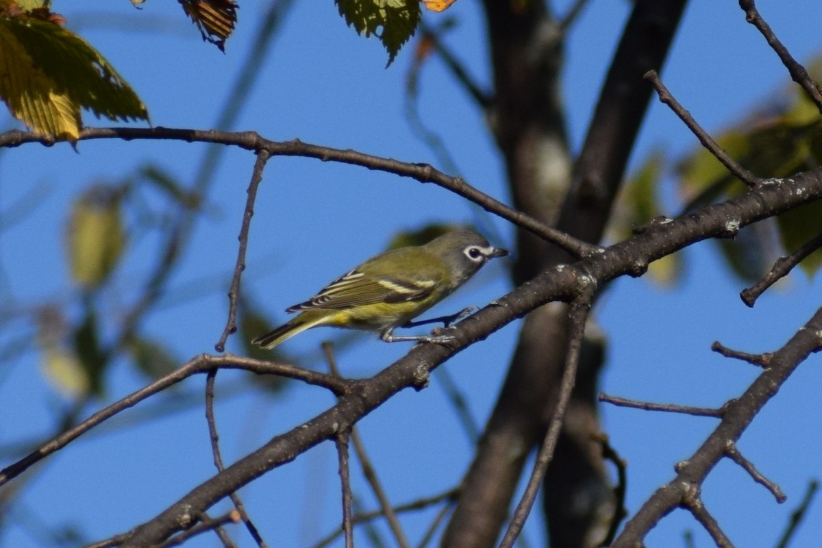 Blue-headed Vireo - ML642529804