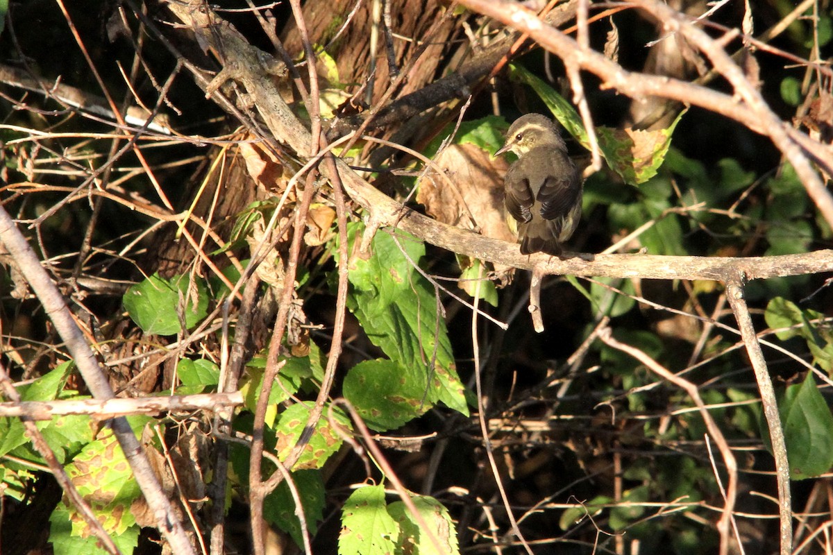 Northern Waterthrush - ML642529821