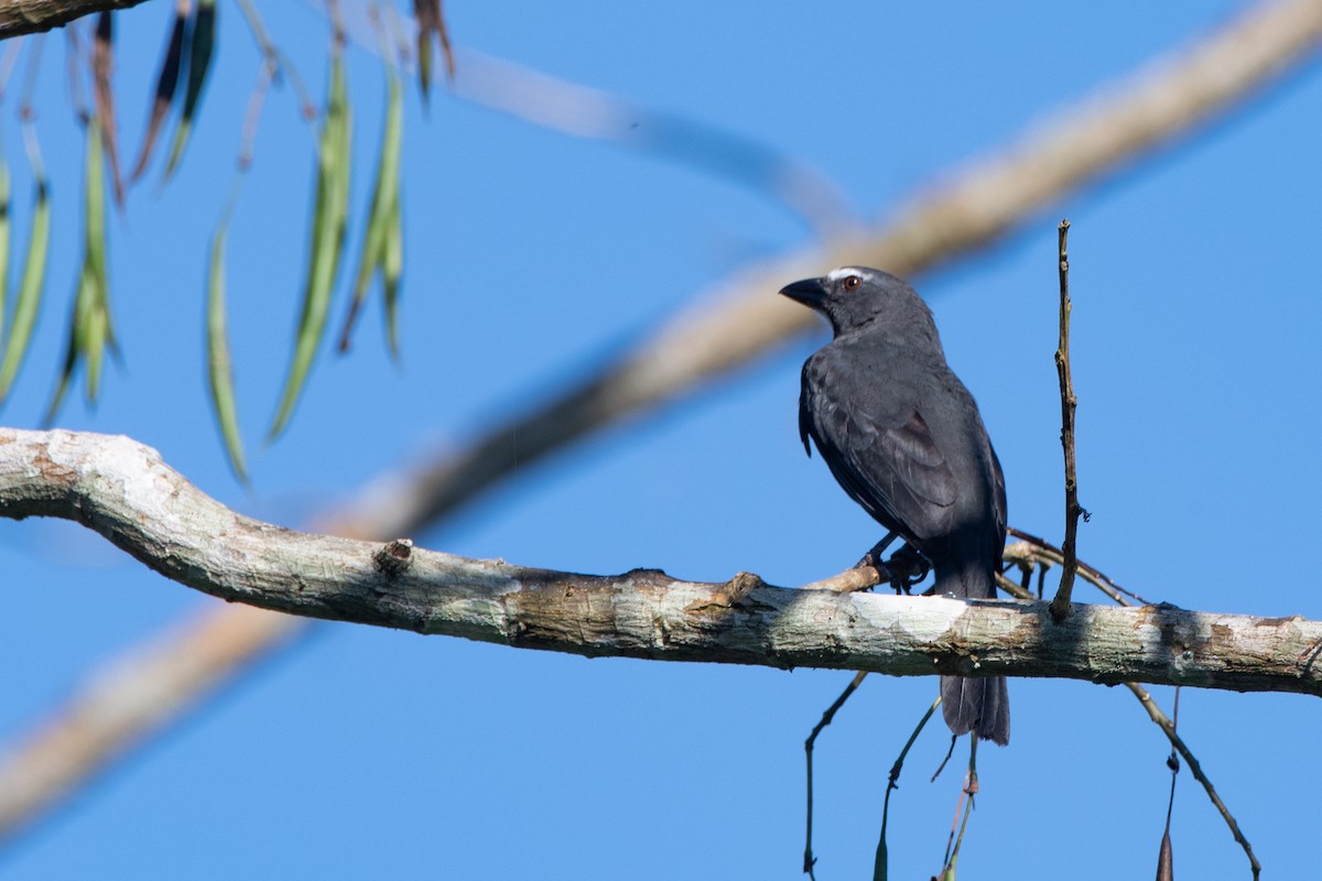 Bluish-gray Saltator - ML642529825