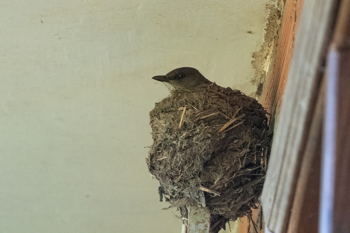 Black-billed Thrush - ML642529841