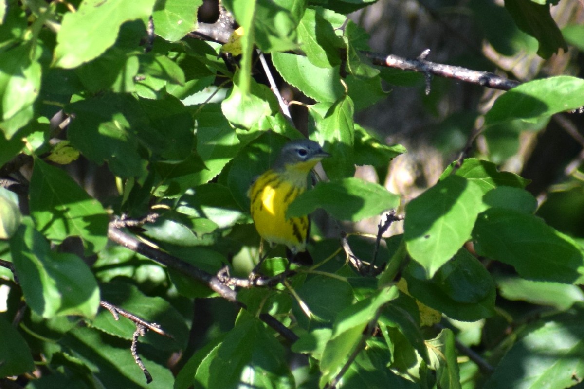 Magnolia Warbler - ML642529850