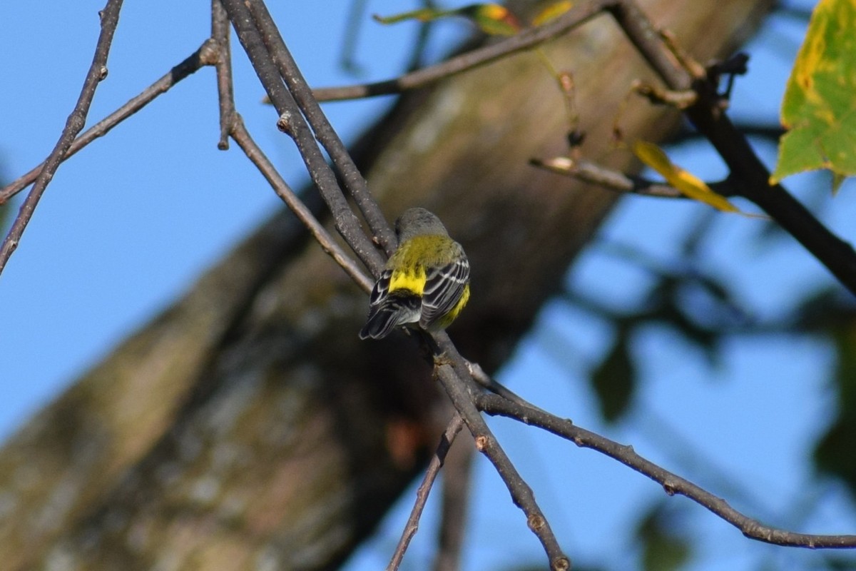 Magnolia Warbler - ML642529851