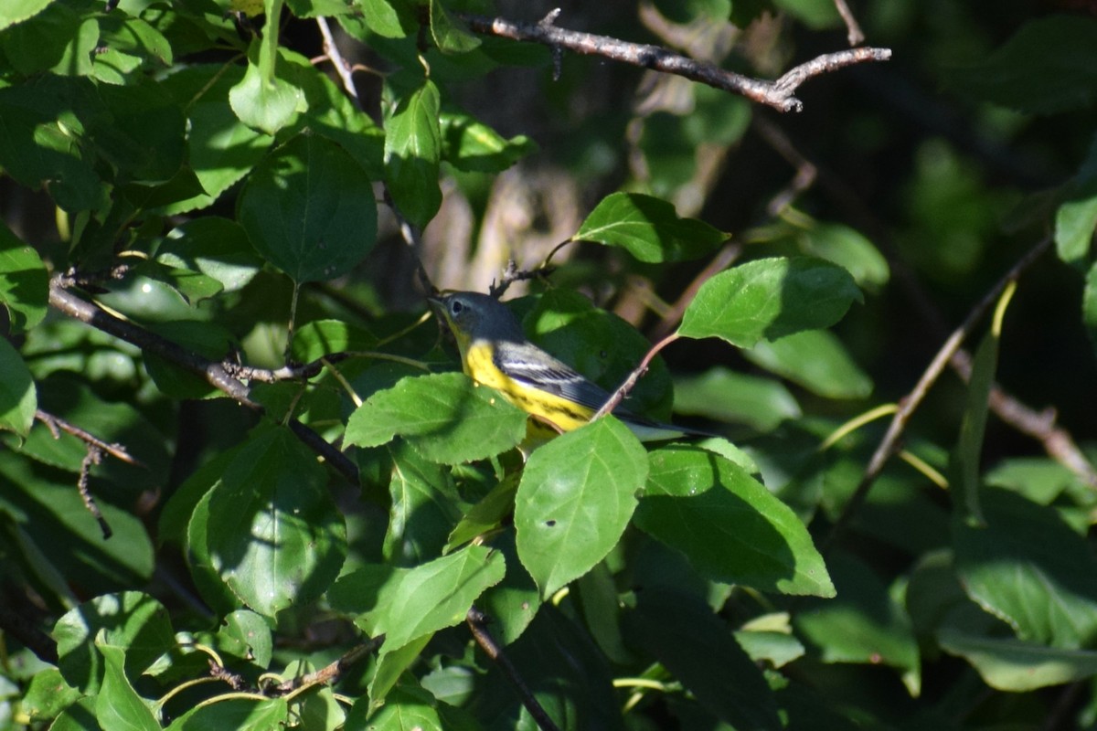 Magnolia Warbler - ML642529852