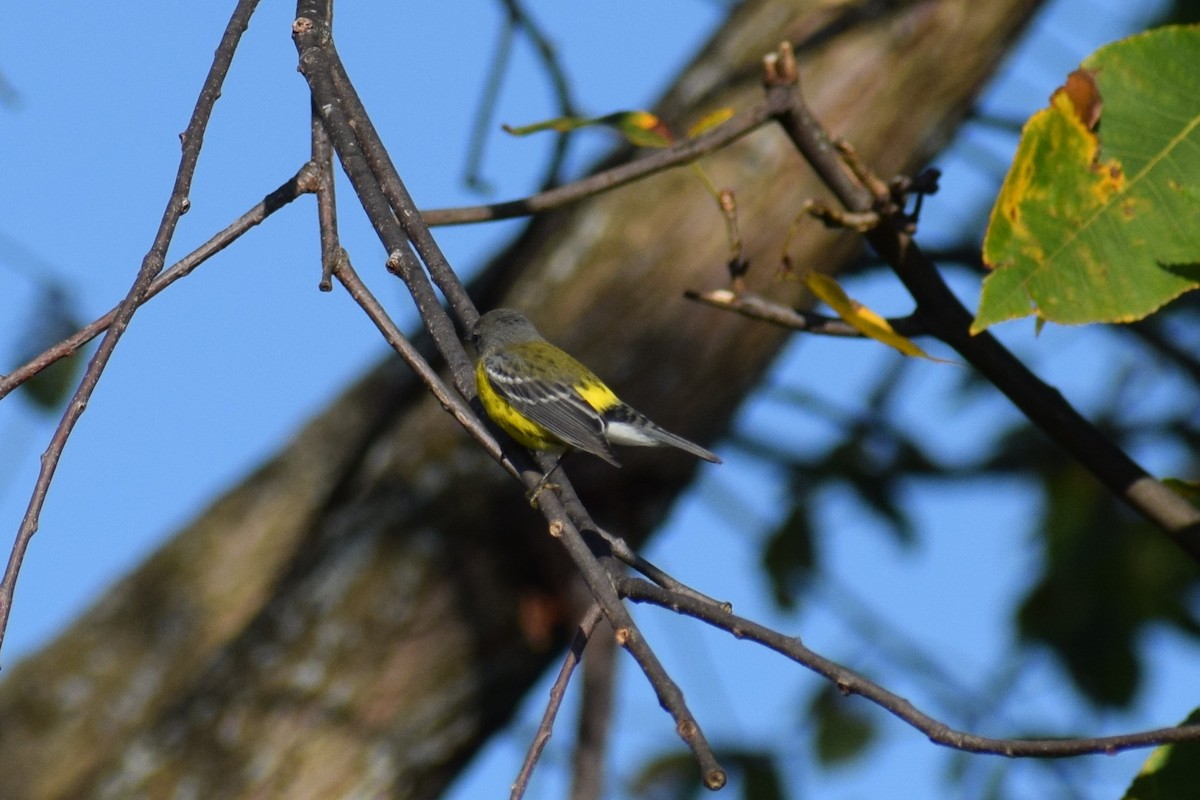 Magnolia Warbler - ML642529853