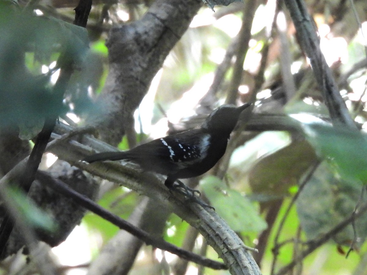 Southern White-fringed Antwren - ML642529865