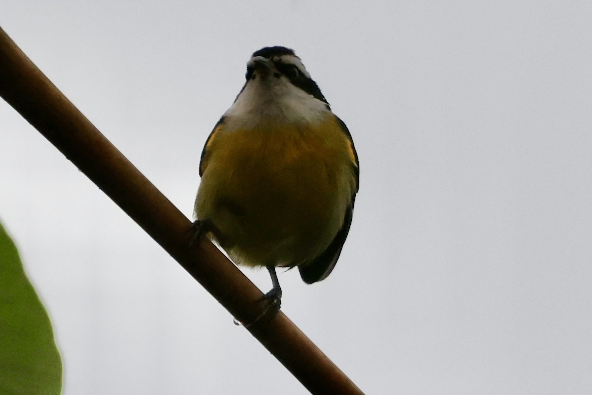 Bananaquit (Cozumel I.) - ML642529866