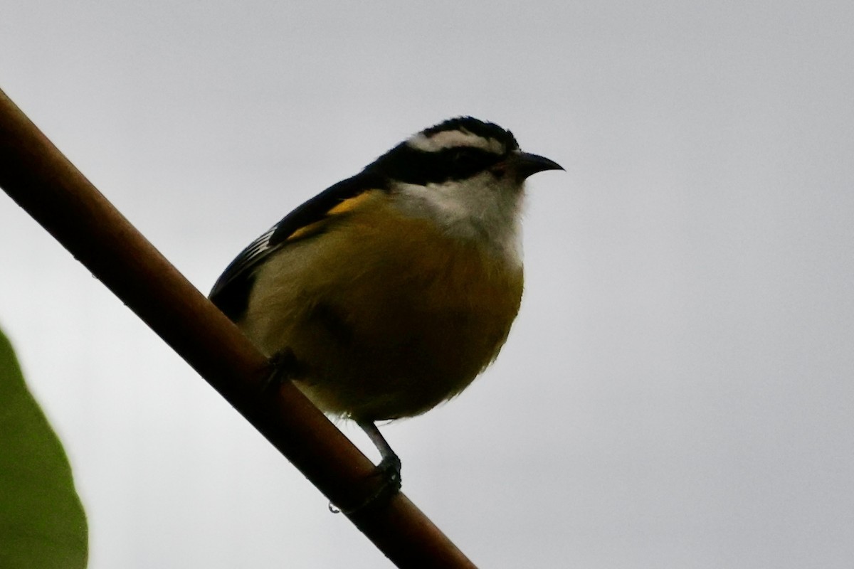 Bananaquit (Cozumel I.) - ML642529867