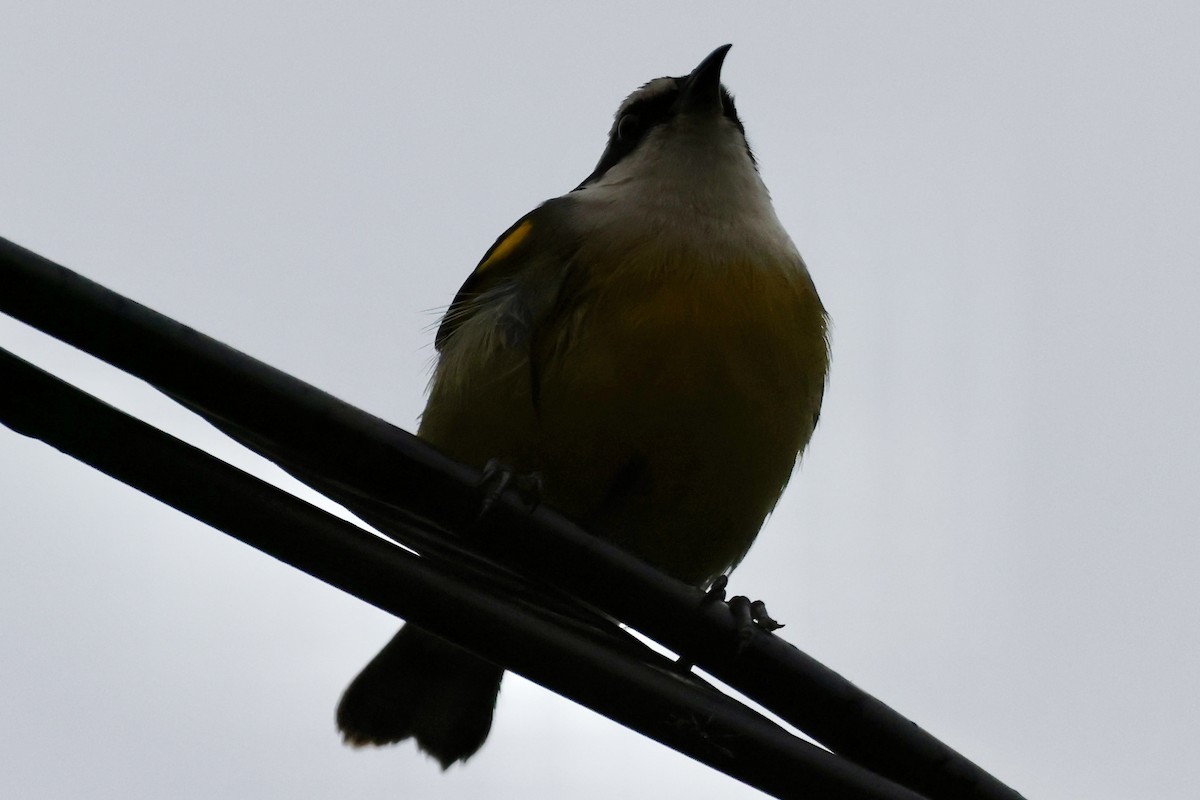Bananaquit (Cozumel I.) - ML642529868