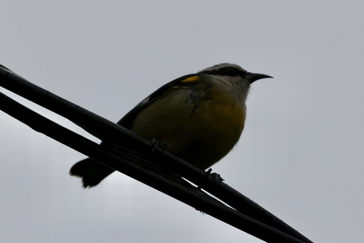 Bananaquit (Cozumel I.) - ML642529869