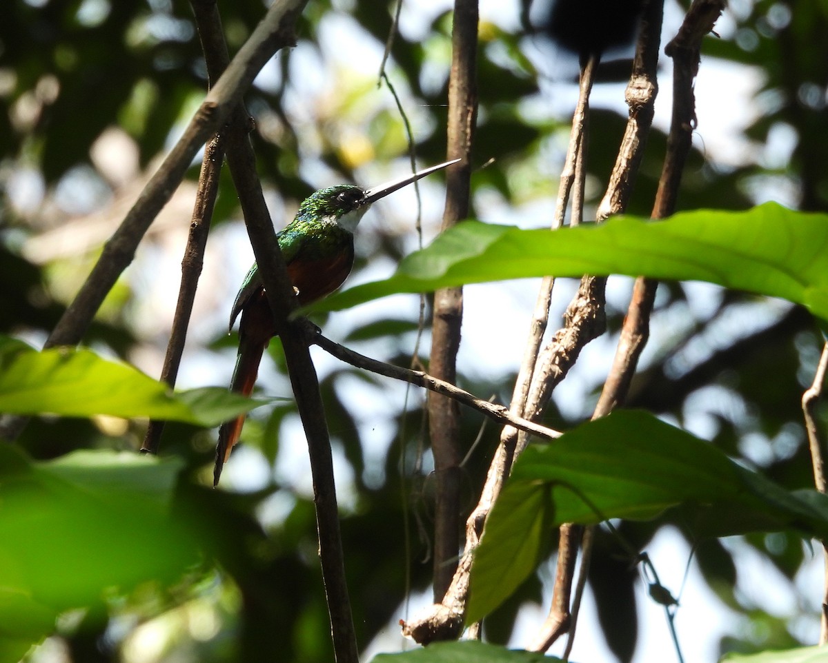 Rufous-tailed Jacamar - ML642529889