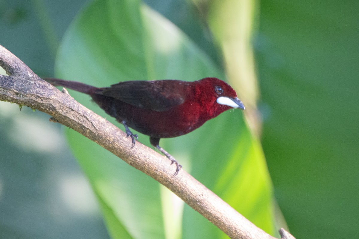 Silver-beaked Tanager - ML642529913