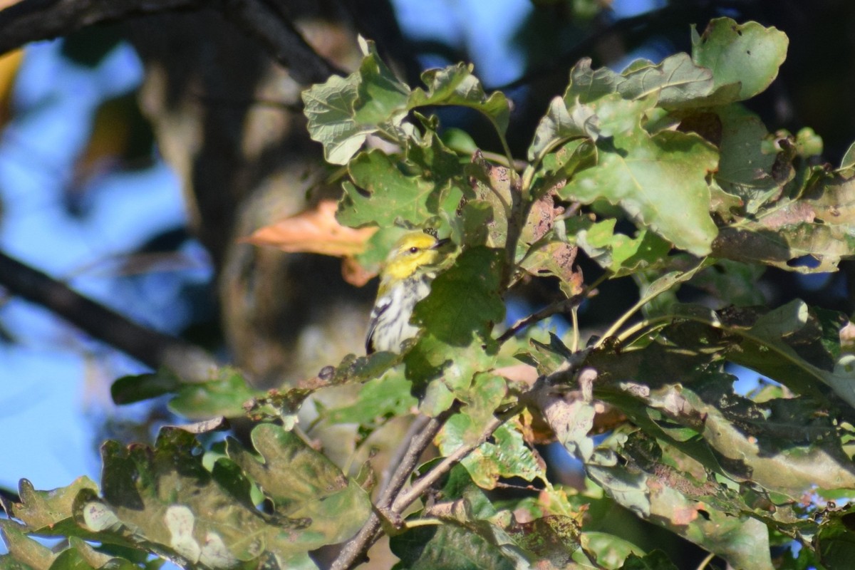 Black-throated Green Warbler - ML642529923