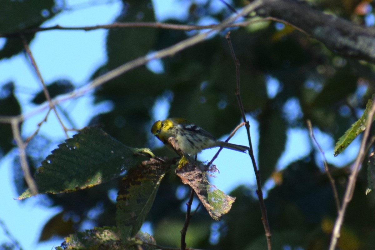 Black-throated Green Warbler - ML642529924