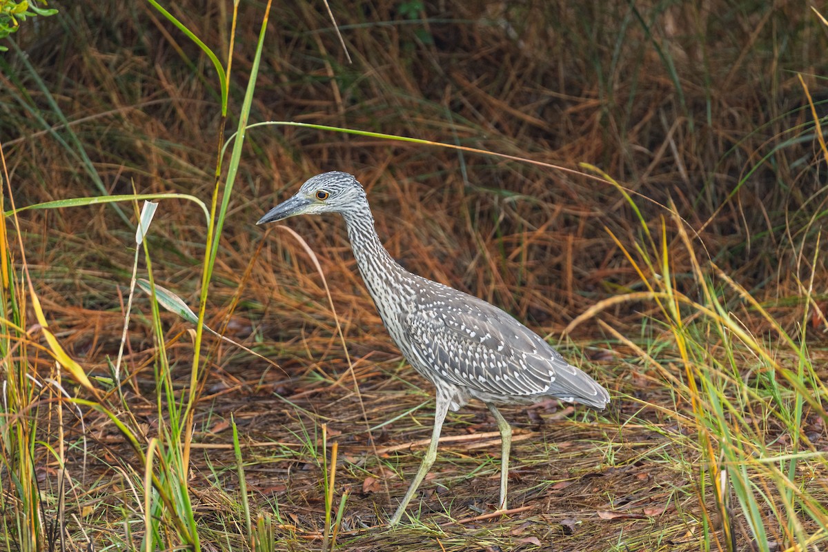 Yellow-crowned Night Heron - ML642529948