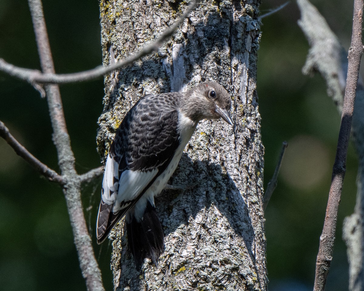 Red-headed Woodpecker - ML642529970