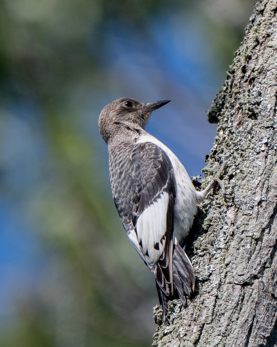 Red-headed Woodpecker - ML642529972