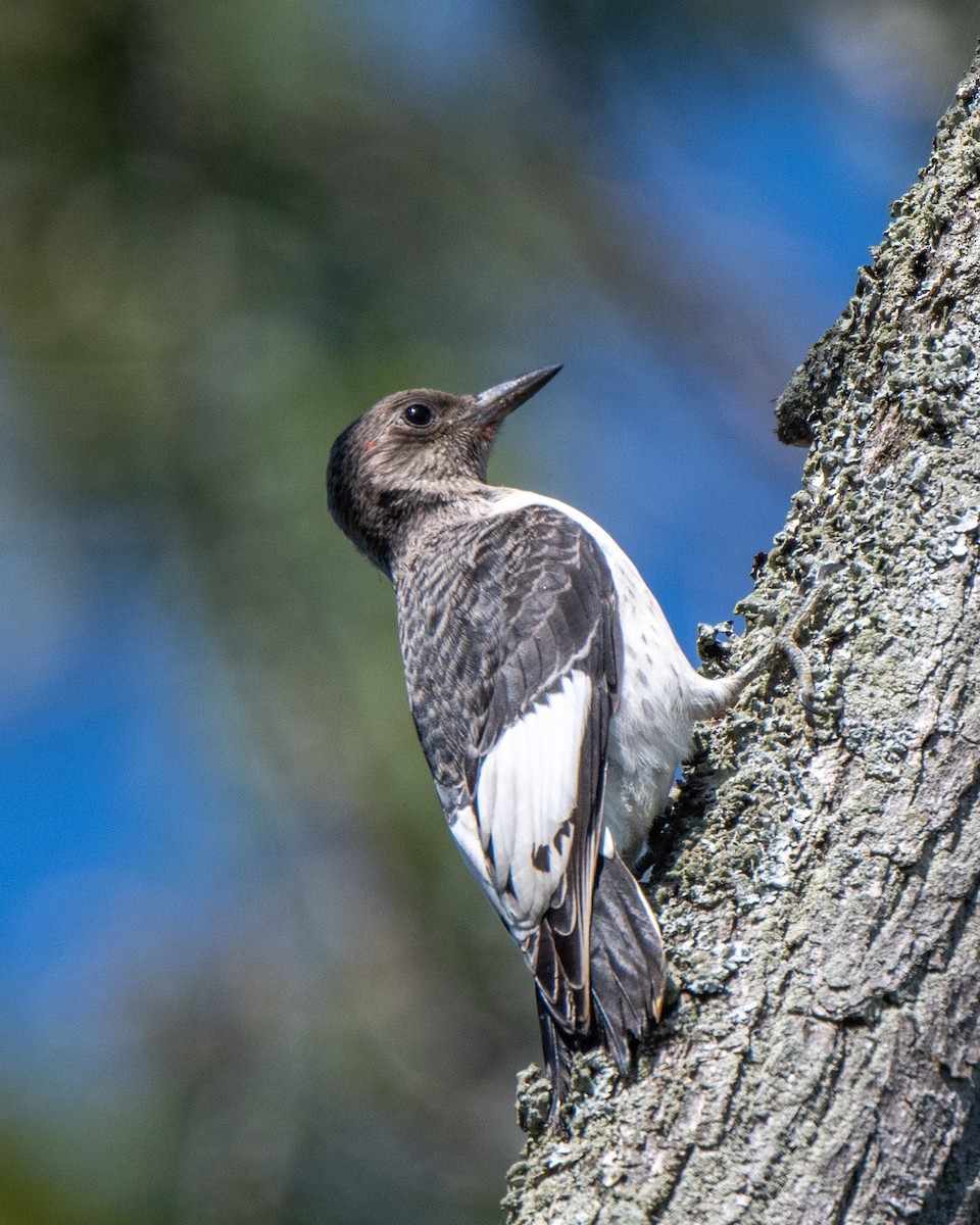 Red-headed Woodpecker - ML642529973