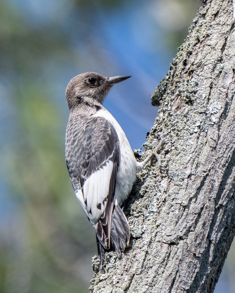 Red-headed Woodpecker - ML642529975