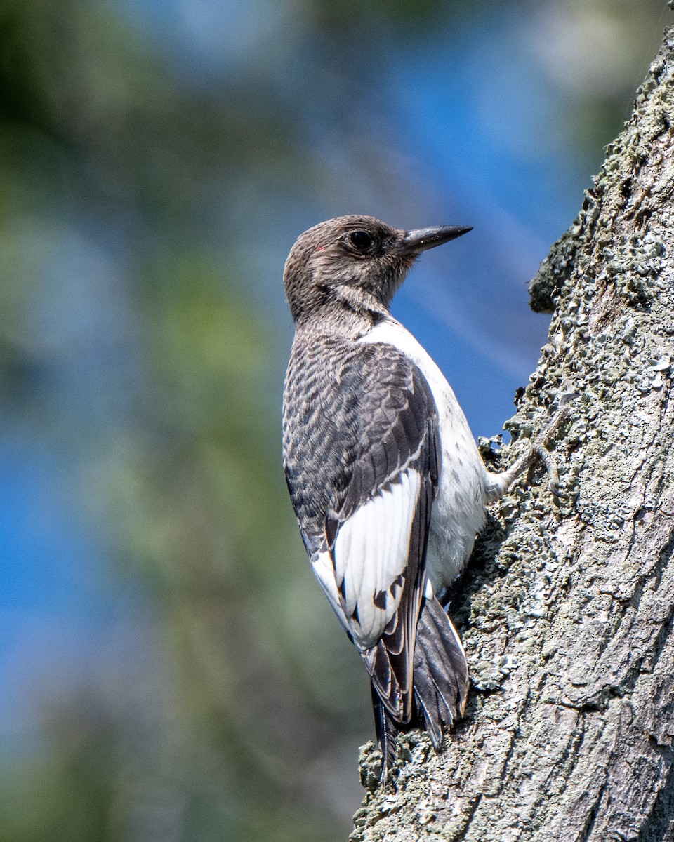 Red-headed Woodpecker - ML642529976