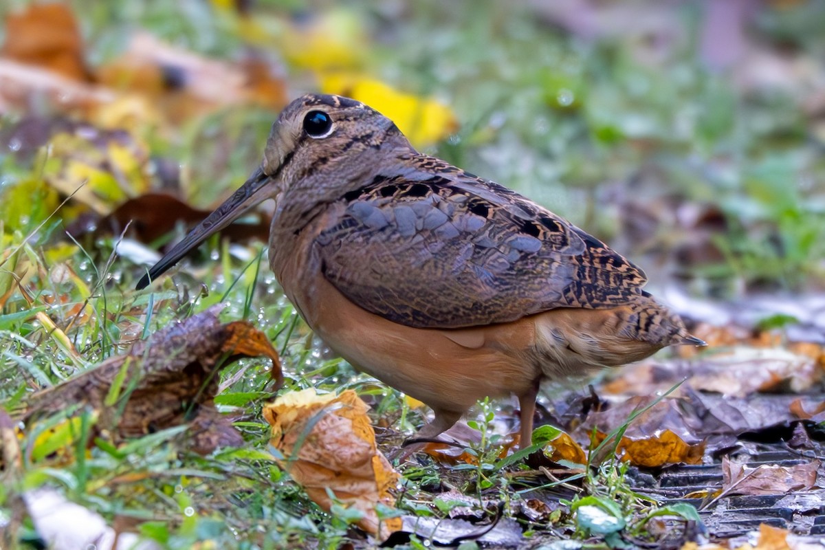 American Woodcock - ML642529977
