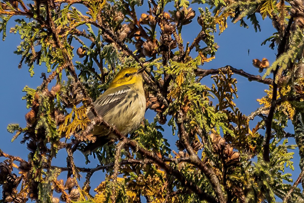 Black-throated Green Warbler - ML642529982