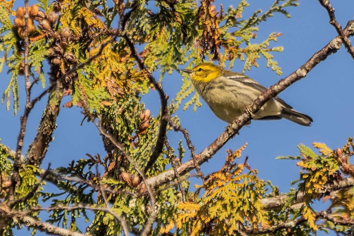 Black-throated Green Warbler - ML642529983