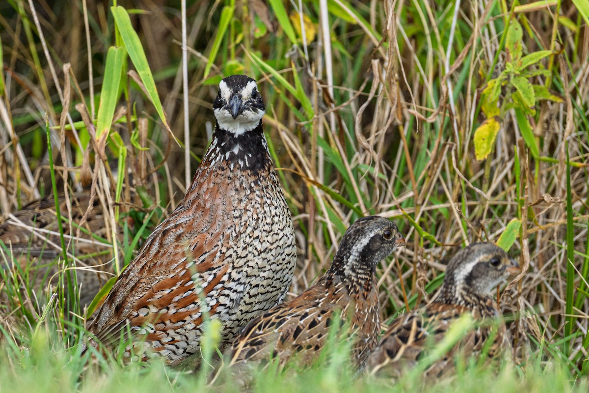 Northern Bobwhite - ML642530006