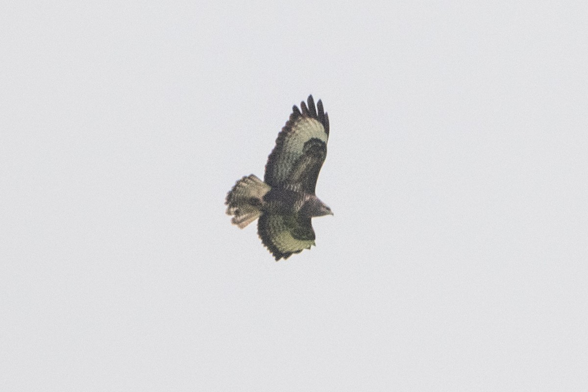 Şahin - ML642530011