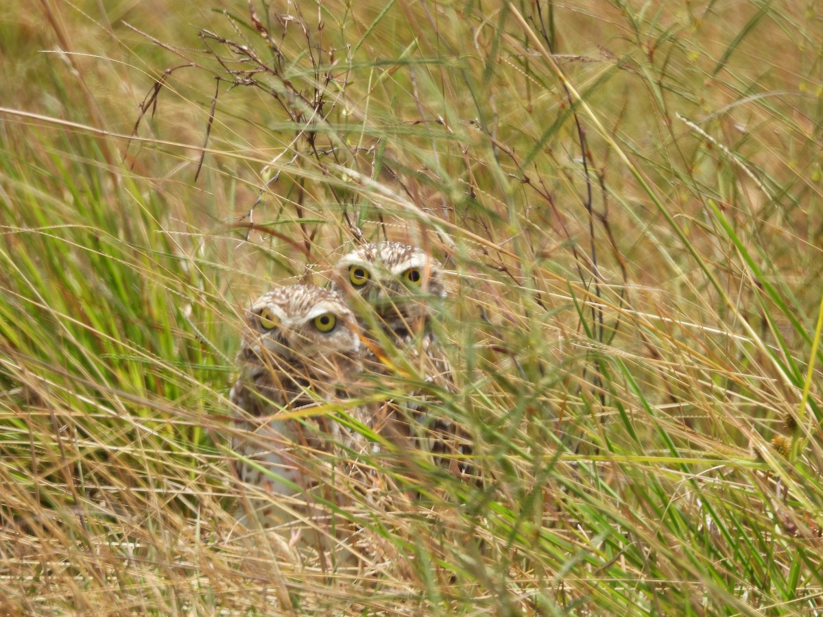Burrowing Owl - ML642530022