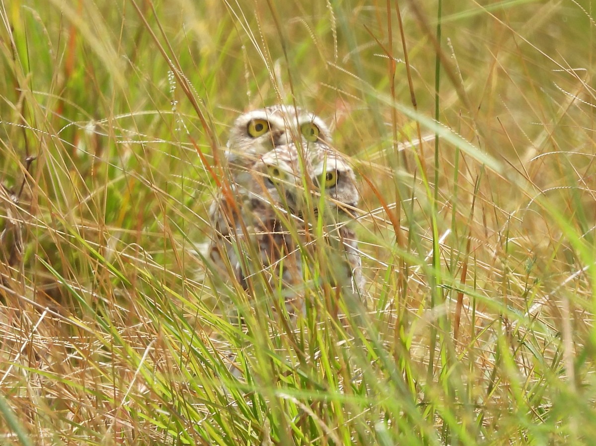 Burrowing Owl - ML642530024