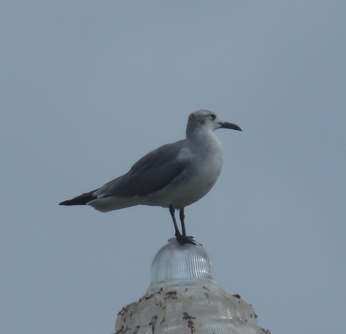 Laughing Gull - ML642530030