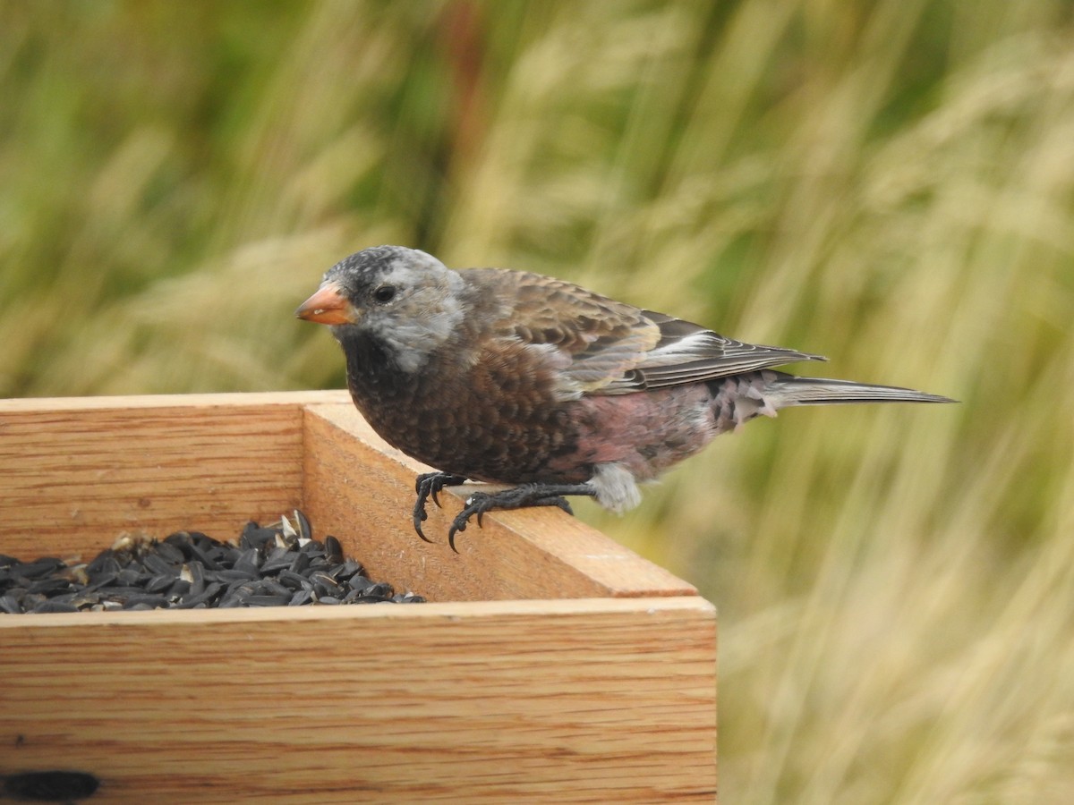 Gray-crowned Rosy-Finch (Aleutian and Kodiak Is.) - ML642530042