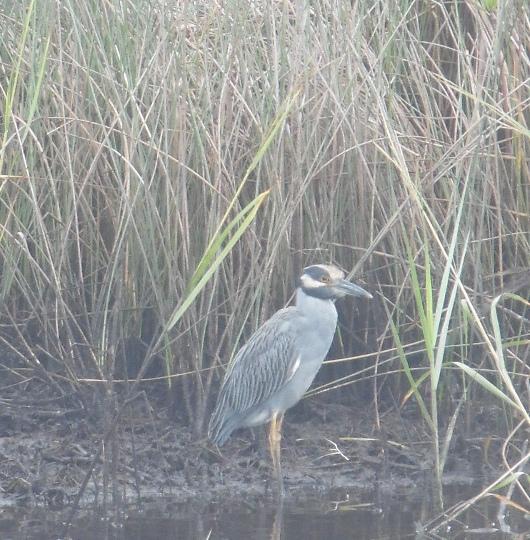 Yellow-crowned Night Heron - ML642530043