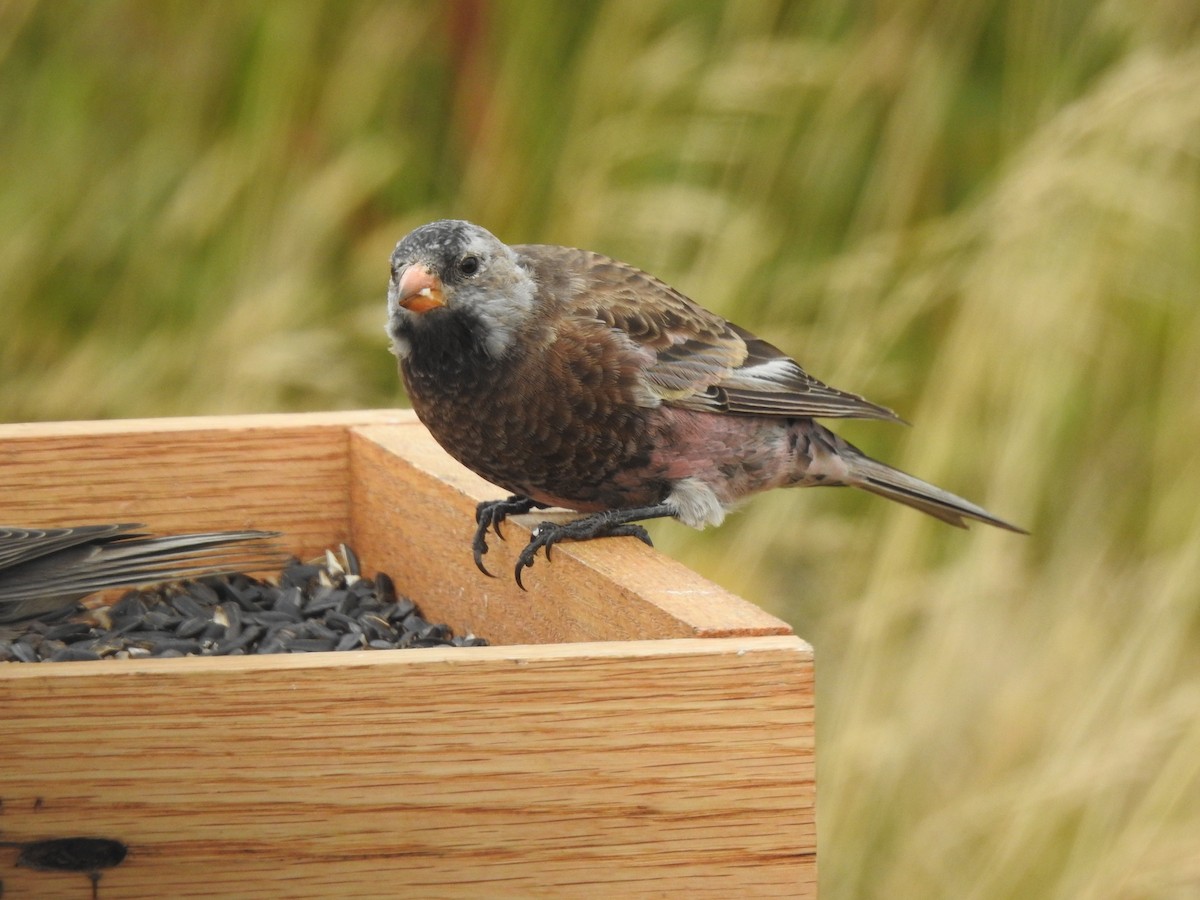 Gray-crowned Rosy-Finch (Aleutian and Kodiak Is.) - ML642530045