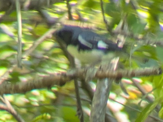 Black-throated Blue Warbler - ML642530048